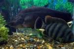 zoo24.jpg