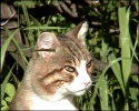 izobrazhenie_074.jpg
